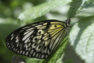 Illuminated Butterfly