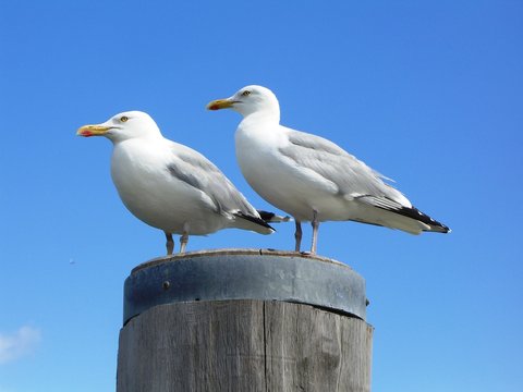 Seemöwen machen Pause / Seagulls have a break#