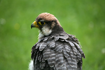 Lannerfalke