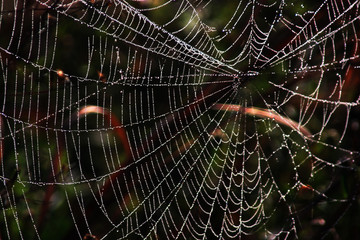 Dew Covered Spider Web