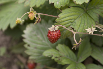 strawberries