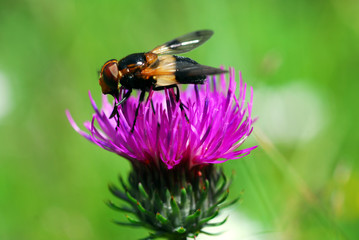 Abeille sur une fleur