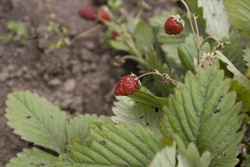 strawberries shrub