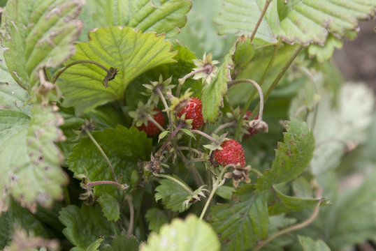 summer strawberries