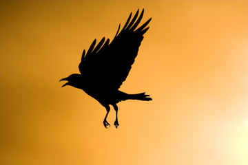 Obraz na płótnie Canvas Sylwetka Crow