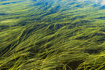 Algaes in lake background - 3910953