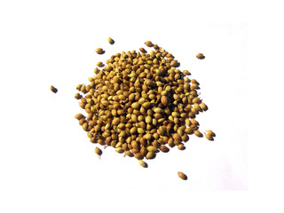 Coriander Seeds on White