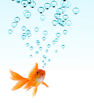 High resolution image of goldfish making bubbles.
