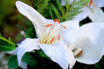 grosse Blüte © seeyou | c. steps