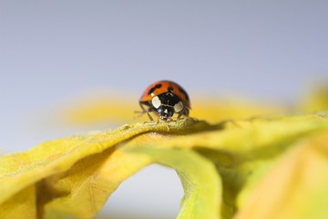 Ladybug