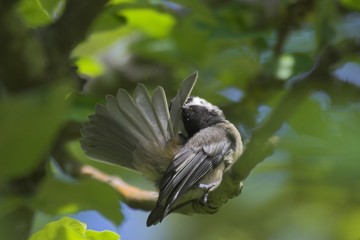 Chickadee preening