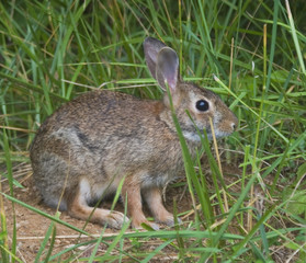 cottontail rabbit that thinks it is hidden in the tall grass