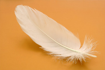 small feather close-up on a gold background