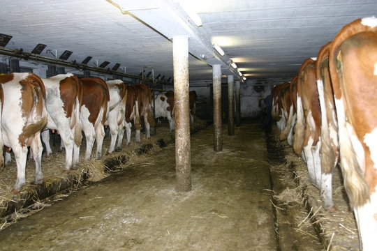 2007-07-21 Saint Point Vaches &agrave; l'&eacute;table 070