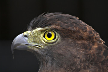 Serpent eagle