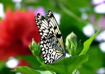 butterfly