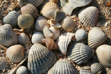 background made of several sea shells .