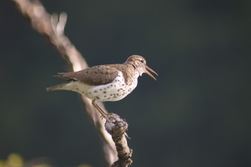 Dipper 2