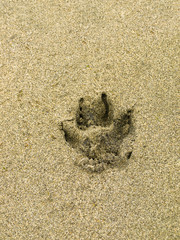 Dog paw print on a beach sand surface
