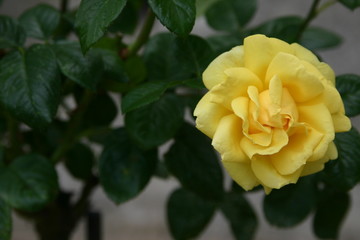 Rose jaune