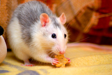 Kleine fressende Ratte