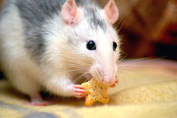 hungrige Ratte