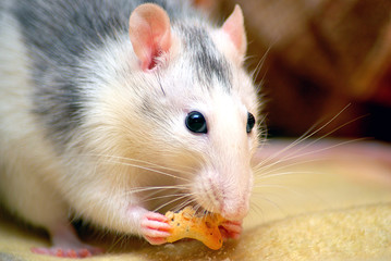 Kleine Ratte fressend