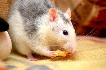 süsse Ratte beim Fressen
