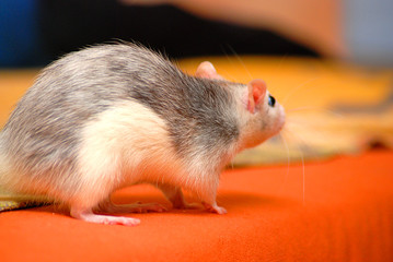 Kleine Ratte