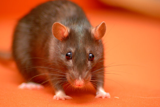 S&uuml;&szlig;e Ratte