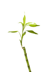 Fototapeta na wymiar Bamboo plant on isolated white background