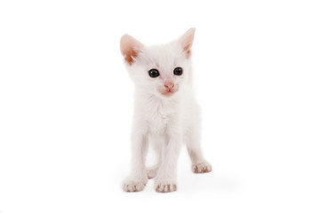 white kitten standing on a floor