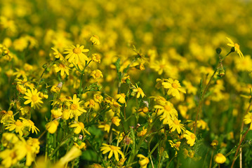 Yellow flowers field background at spring
