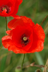 Fototapeta premium coquelicots