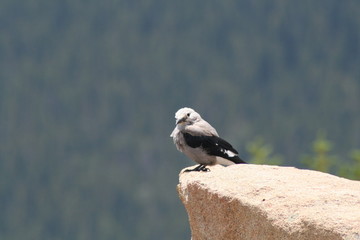 mountain bird