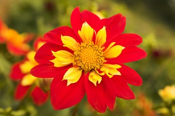 Dahlia 'Ann Breckenfelder'