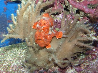 Fototapeta premium Tropic fish