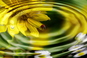 Wasserflora