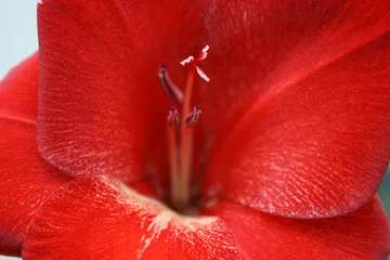 Gordijnen rode bloem © Pol Maria