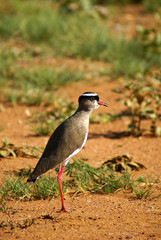 Crowned plover