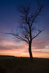 Sunset wiht a tree