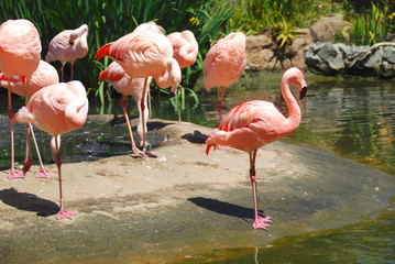 flamingos