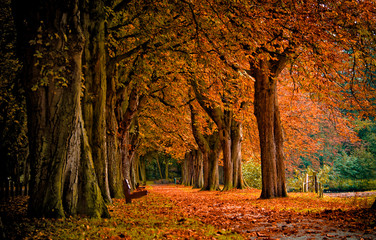 couleurs d& 39 automne dans la forêt