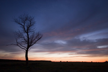 Fototapeta na wymiar Sunset with a tree