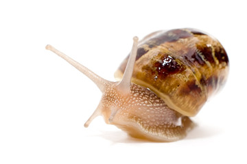 commun european snail (Helix aspersa)