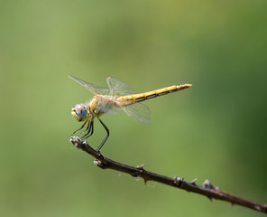 Dragonfly