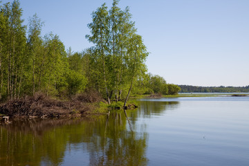 Fototapeta na wymiar the some birch on bank of wild lake