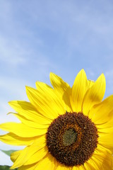 Obraz premium sonnenblume