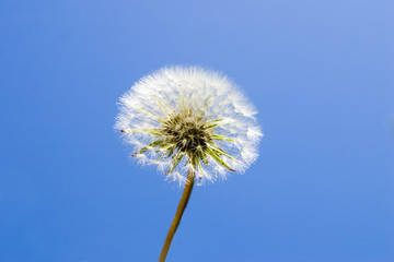 dandelion with blue sky