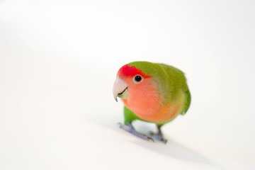 Rosy-faced lovebird